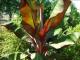 How To Use Red Banana Leaves?